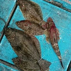 フィッシングガイド りょう 釣果