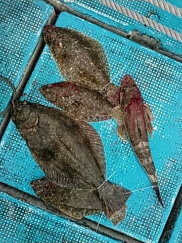 フィッシングガイド りょう 釣果