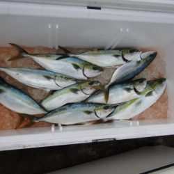 ジギング船 BLUEWATER 釣果