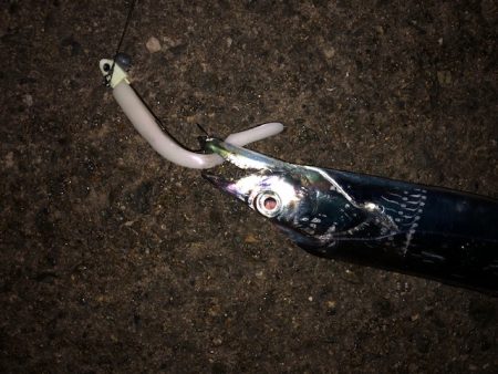 明石ワインド17