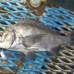 オリジナルメーカー海づり公園(市原市海づり施設) 釣果