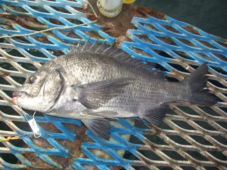 オリジナルメーカー海づり公園(市原市海づり施設) 釣果