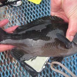 オリジナルメーカー海づり公園(市原市海づり施設) 釣果