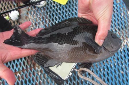 オリジナルメーカー海づり公園(市原市海づり施設) 釣果
