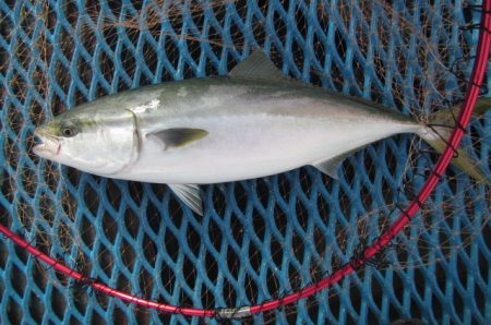 オリジナルメーカー海づり公園(市原市海づり施設) 釣果