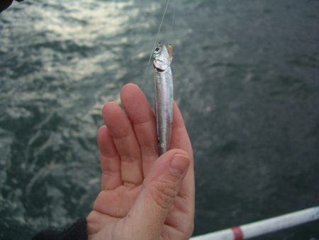 オリジナルメーカー海づり公園(市原市海づり施設) 釣果
