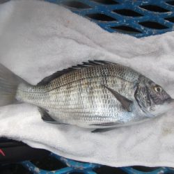 オリジナルメーカー海づり公園(市原市海づり施設) 釣果