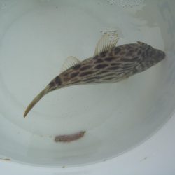 オリジナルメーカー海づり公園(市原市海づり施設) 釣果