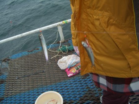 オリジナルメーカー海づり公園(市原市海づり施設) 釣果