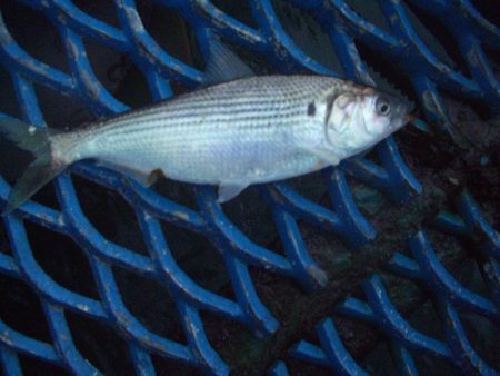 オリジナルメーカー海づり公園(市原市海づり…