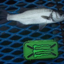 オリジナルメーカー海づり公園(市原市海づり施設) 釣果