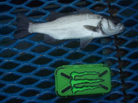 オリジナルメーカー海づり公園(市原市海づり施設) 釣果