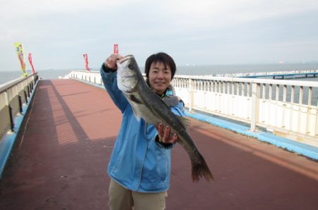 オリジナルメーカー海づり公園(市原市海づり施設) 釣果
