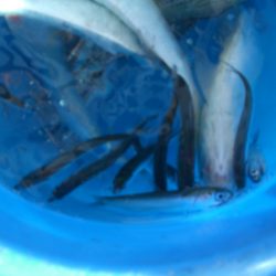 オリジナルメーカー海づり公園(市原市海づり施設) 釣果