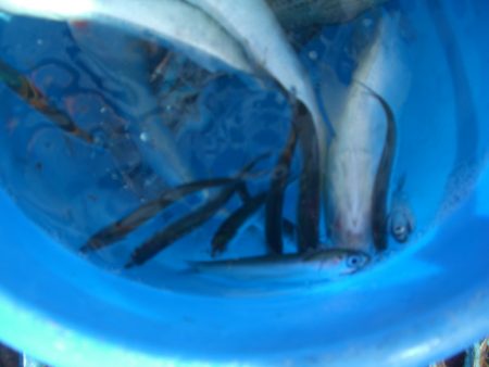 オリジナルメーカー海づり公園(市原市海づり施設) 釣果