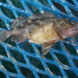 オリジナルメーカー海づり公園(市原市海づり施設) 釣果