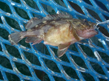 オリジナルメーカー海づり公園(市原市海づり施設) 釣果