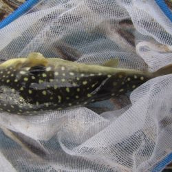 オリジナルメーカー海づり公園(市原市海づり施設) 釣果