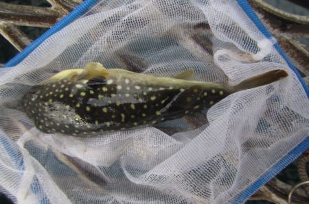 オリジナルメーカー海づり公園(市原市海づり施設) 釣果