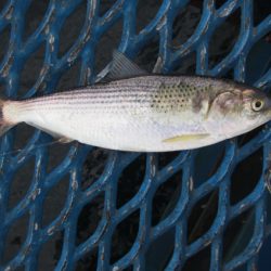 オリジナルメーカー海づり公園(市原市海づり施設) 釣果