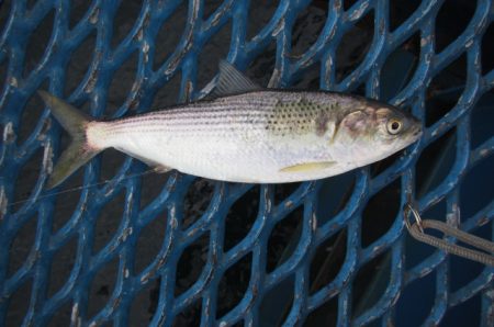 オリジナルメーカー海づり公園(市原市海づり施設) 釣果