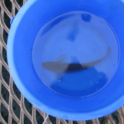 オリジナルメーカー海づり公園(市原市海づり施設) 釣果