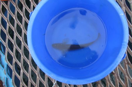 オリジナルメーカー海づり公園(市原市海づり施設) 釣果