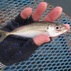 オリジナルメーカー海づり公園(市原市海づり施設) 釣果