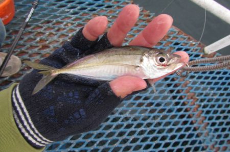 オリジナルメーカー海づり公園(市原市海づり施設) 釣果