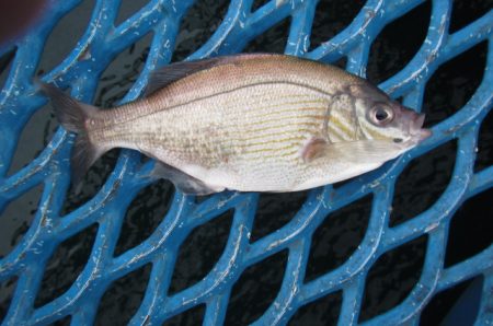 オリジナルメーカー海づり公園(市原市海づり施設) 釣果