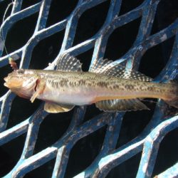 オリジナルメーカー海づり公園(市原市海づり施設) 釣果