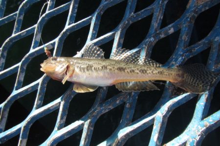 オリジナルメーカー海づり公園(市原市海づり施設) 釣果