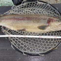 フィッシングレイクたかみや 釣果