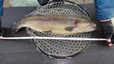 フィッシングレイクたかみや 釣果