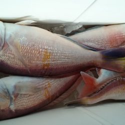 大進丸(新潟) 釣果