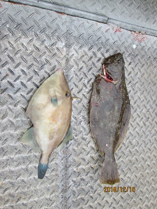 下関フィッシングパーク 釣果