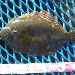 オリジナルメーカー海づり公園(市原市海づり施設) 釣果