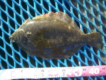 オリジナルメーカー海づり公園(市原市海づり施設) 釣果