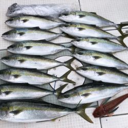 ふじしめ丸 釣果