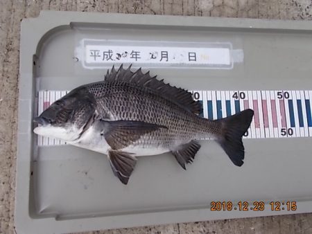 姫路市立遊魚センター 釣果