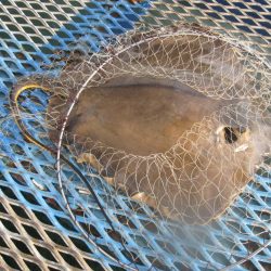 オリジナルメーカー海づり公園(市原市海づり施設) 釣果