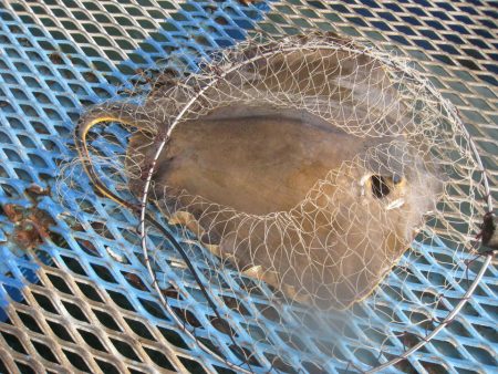 オリジナルメーカー海づり公園(市原市海づり施設) 釣果