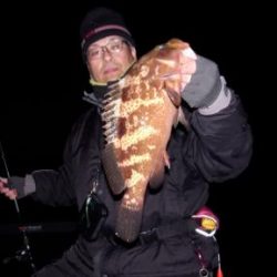 シーマジカル 釣果