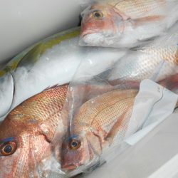 こうゆう丸 釣果