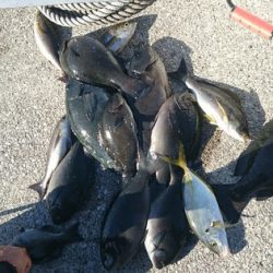 しば渡船 釣果