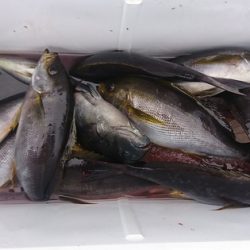 しば渡船 釣果