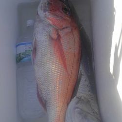 遊漁船 新鋭丸 釣果