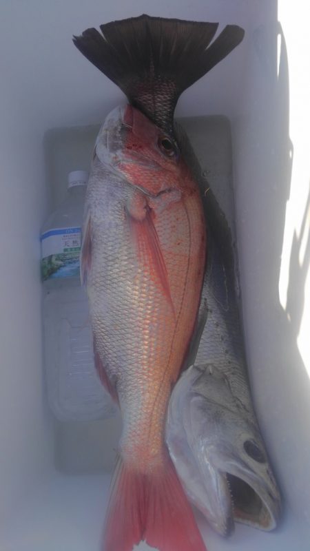 遊漁船 新鋭丸 釣果