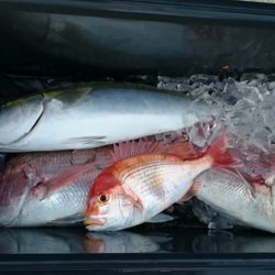 大進丸(新潟) 釣果