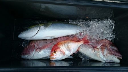 大進丸(新潟) 釣果